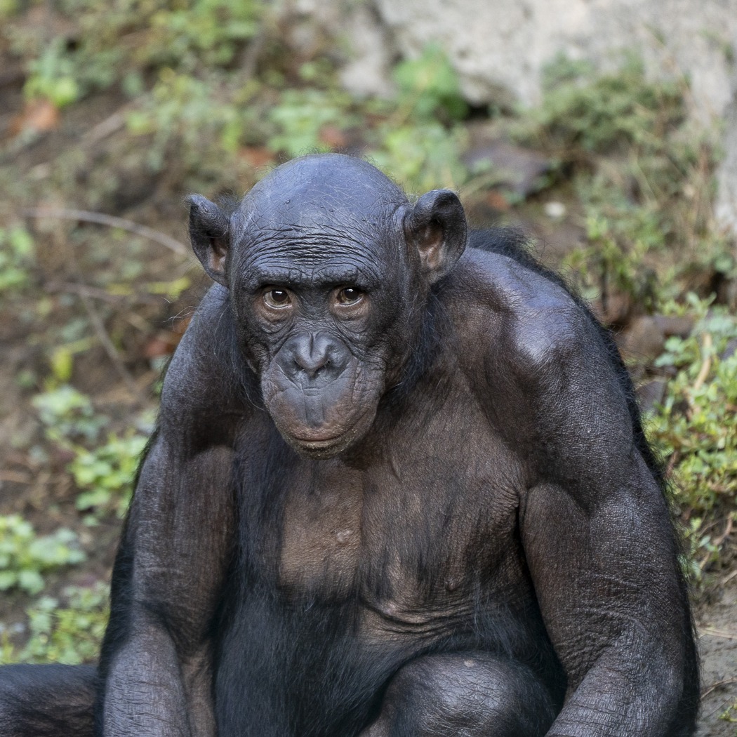 bonobo