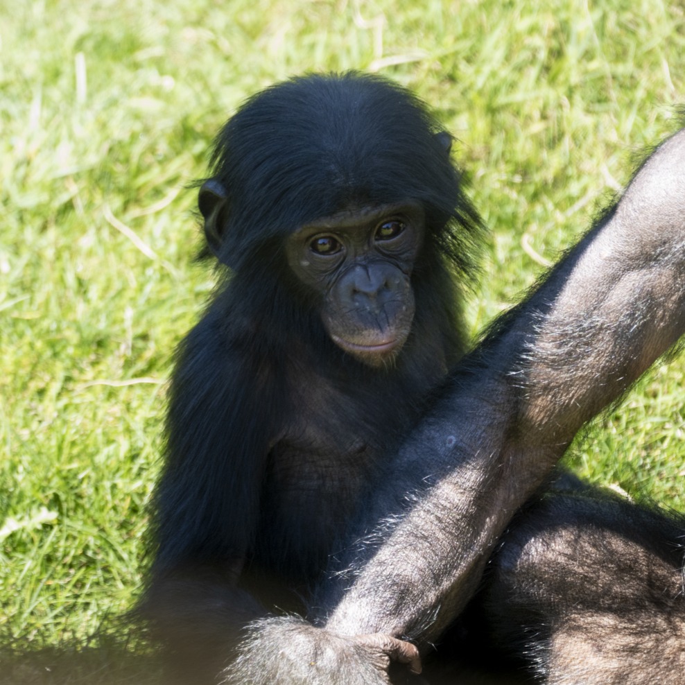bonobo baby