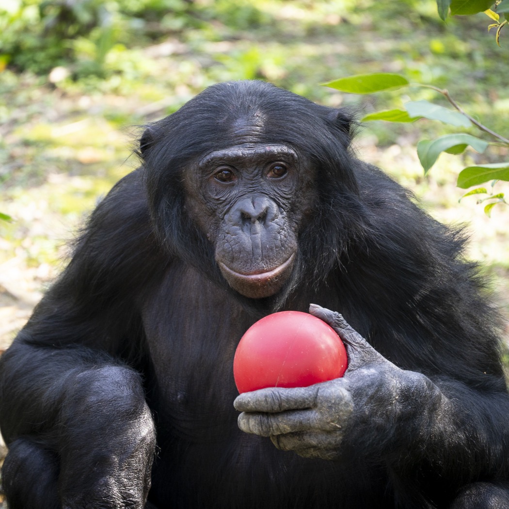 bonobo