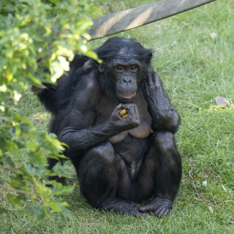 bonobo