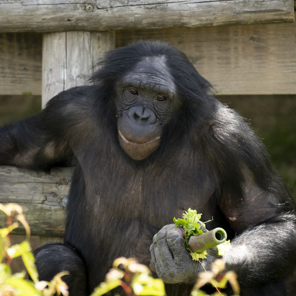 bonobo