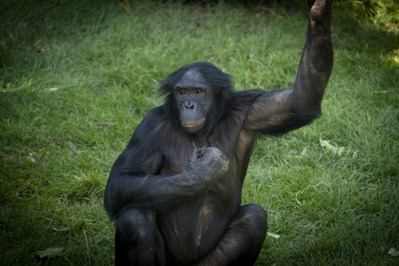 bonobo in wooded area