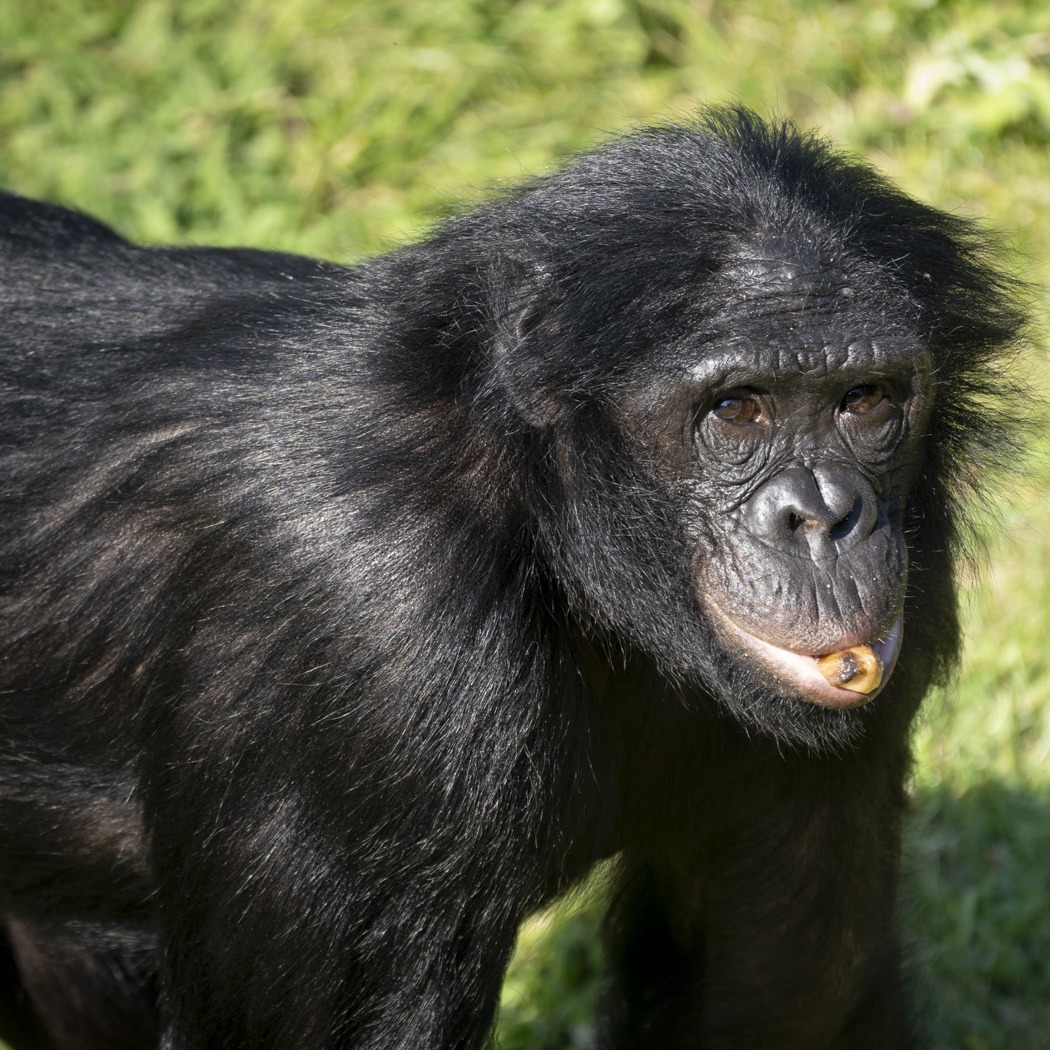 bonobo