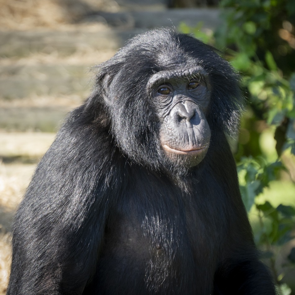 bonobo