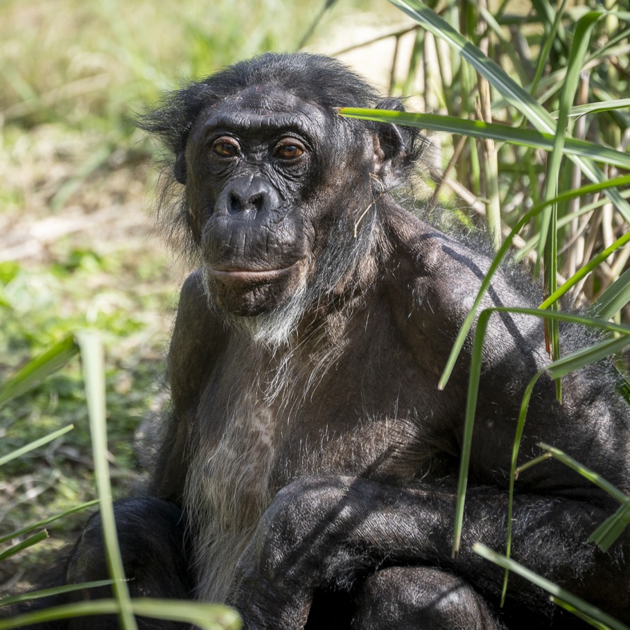 bonobo