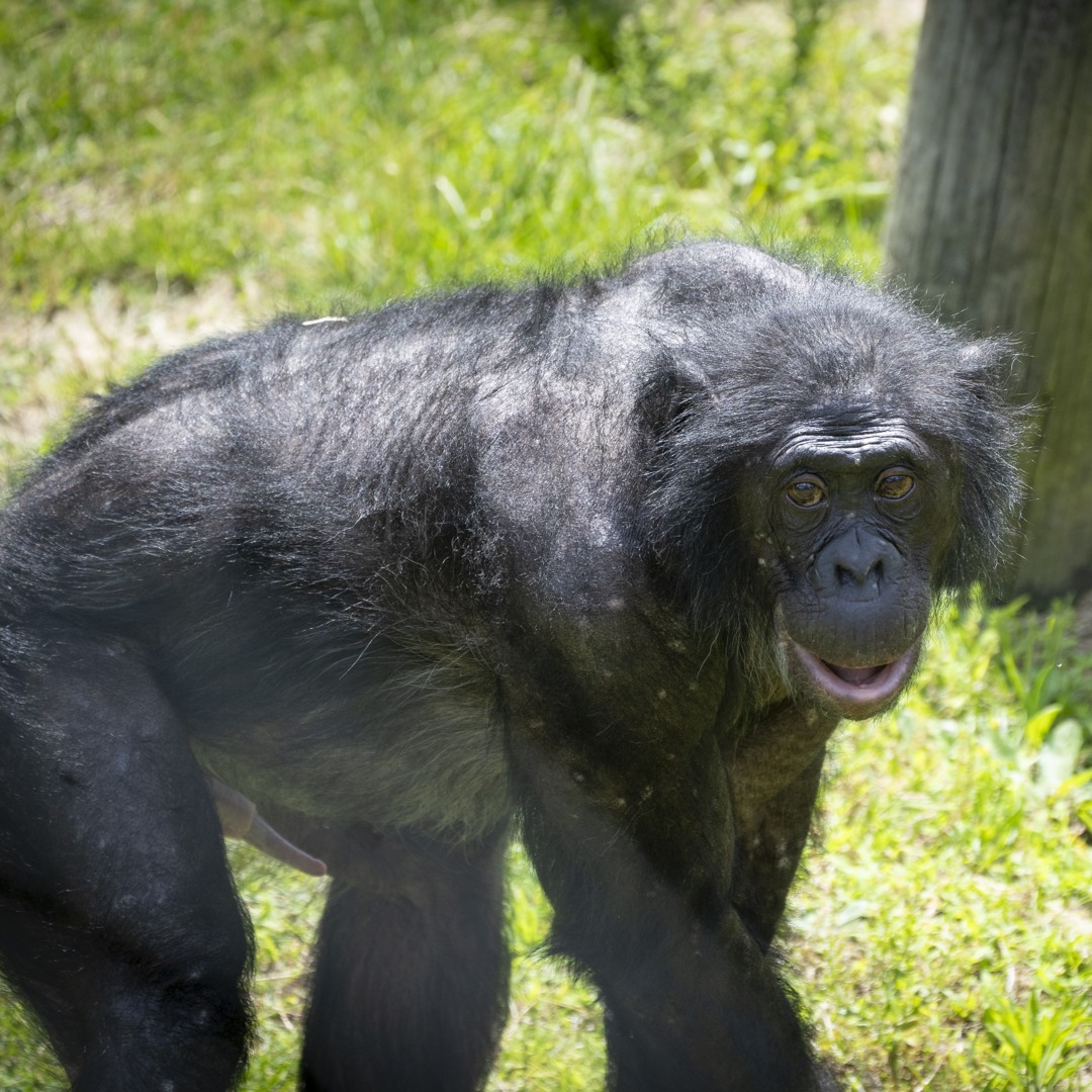 bonobo