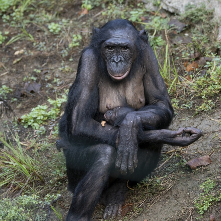 bonobos