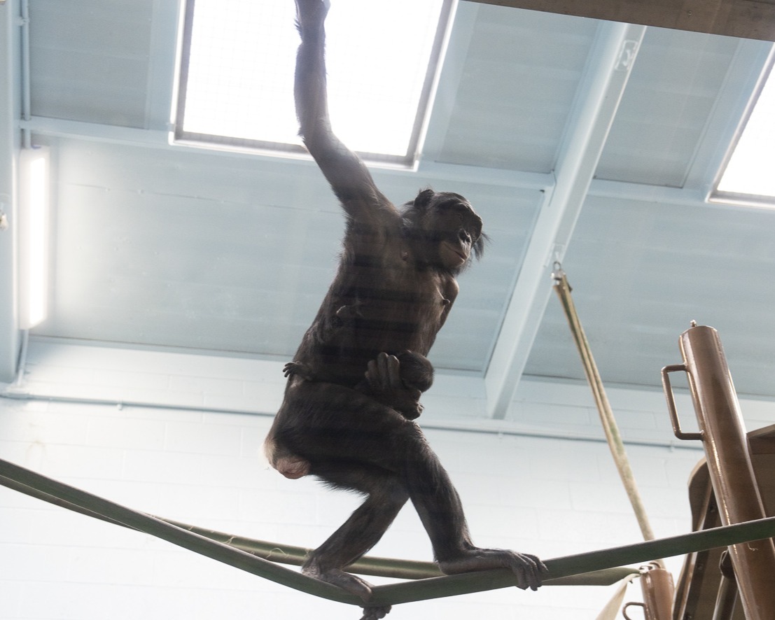 bonobo holding baby bonobo