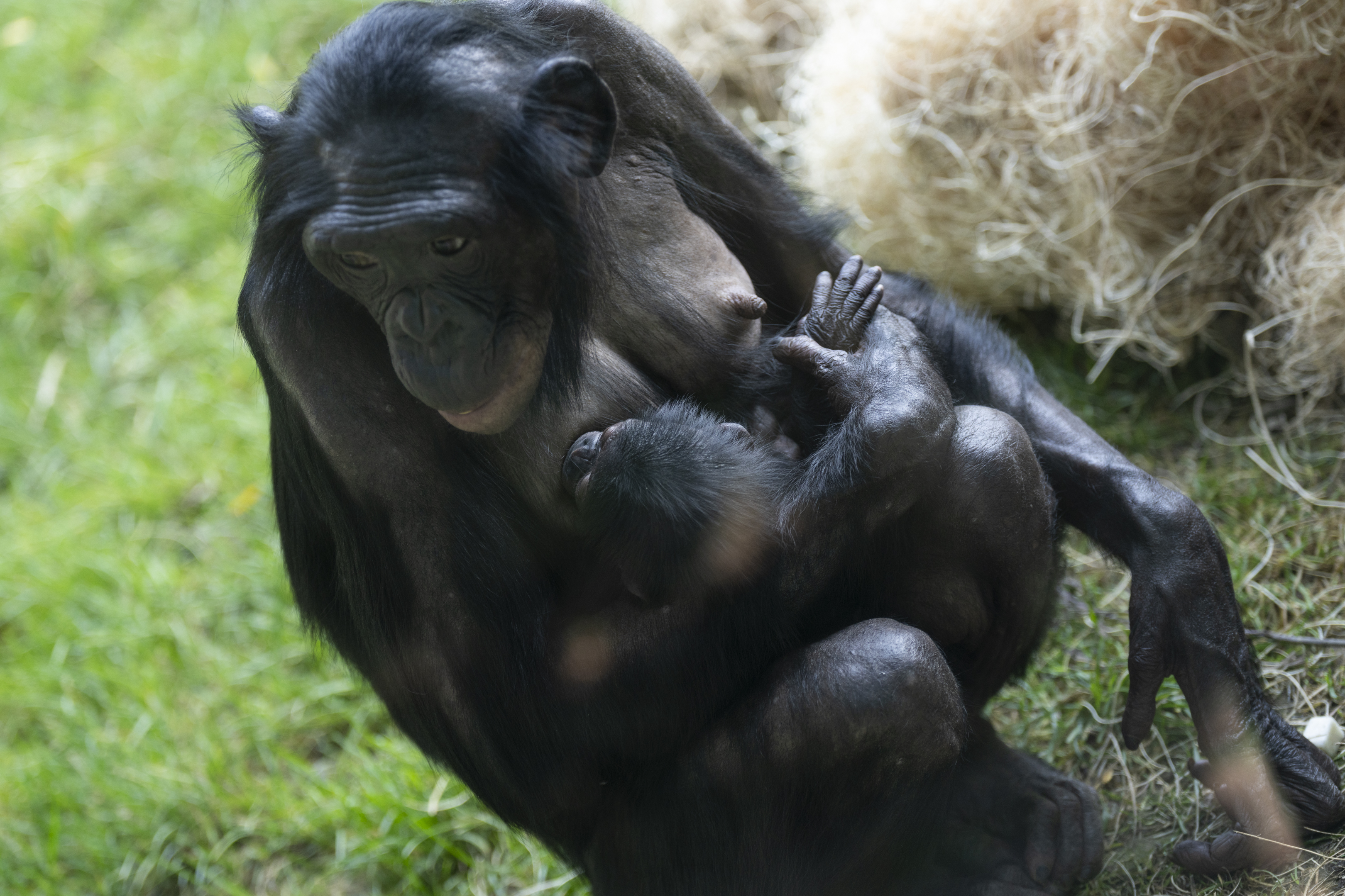 bonobo nursing baby
