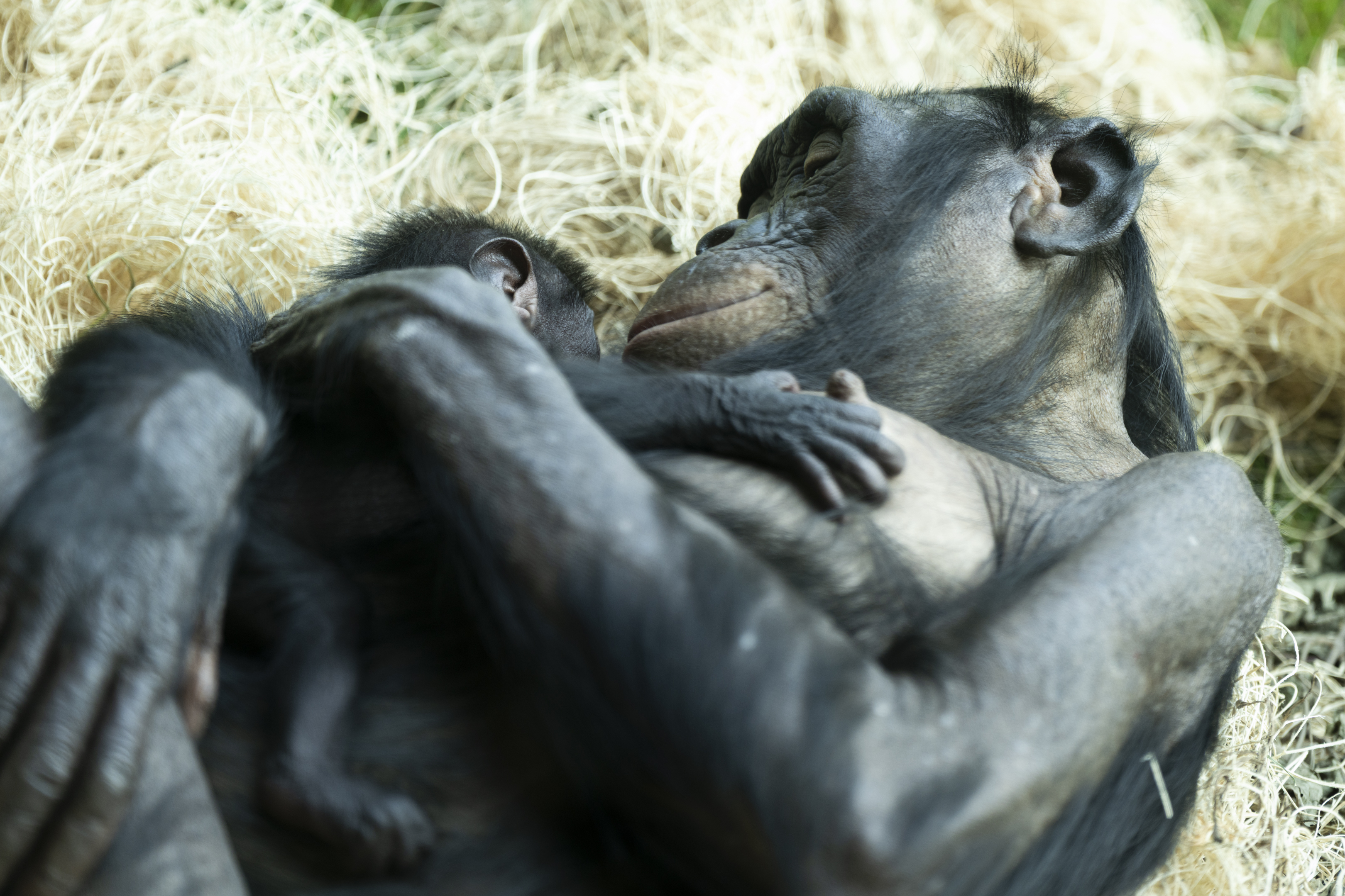 mother bonobo and baby