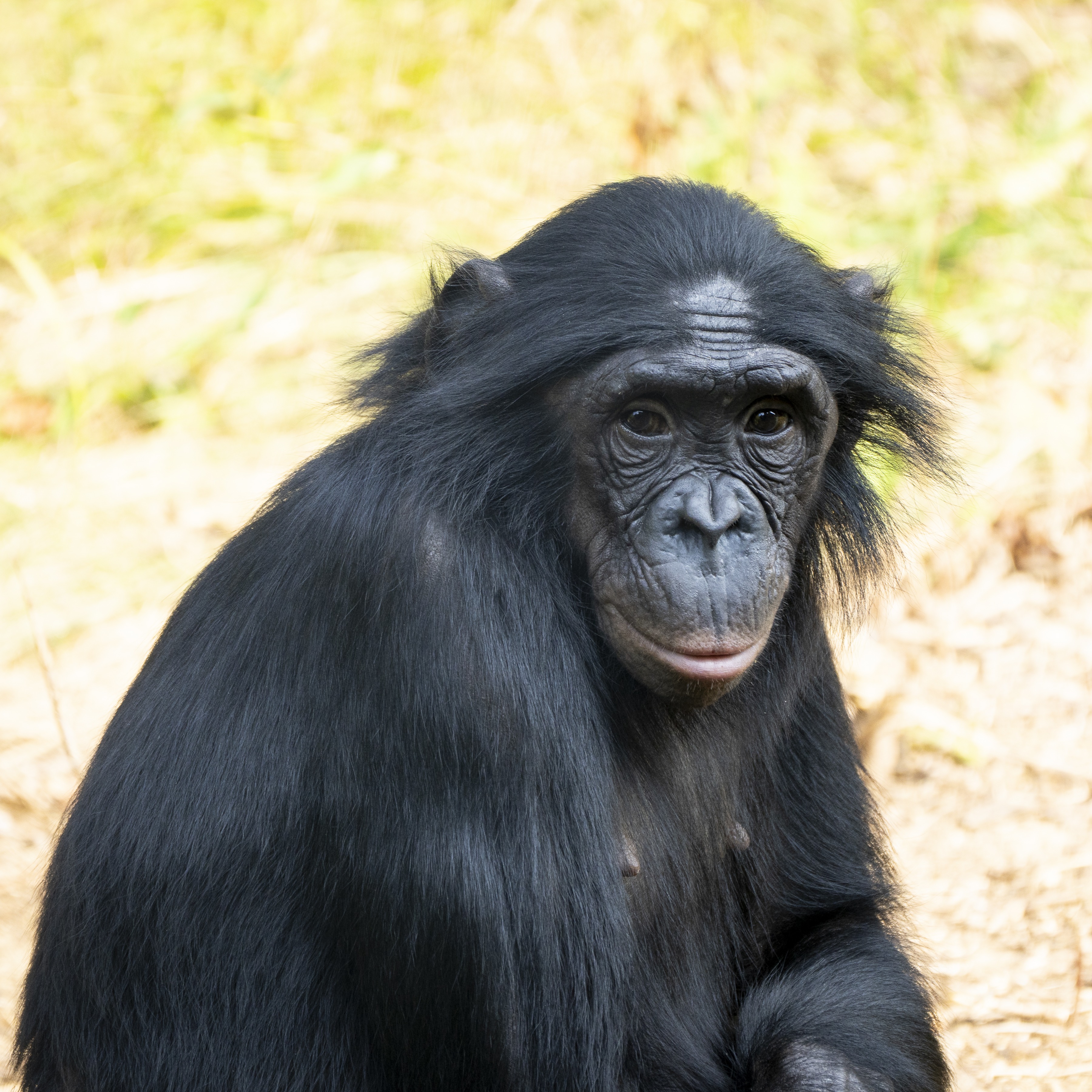 bonobo at the Columbus Zoo