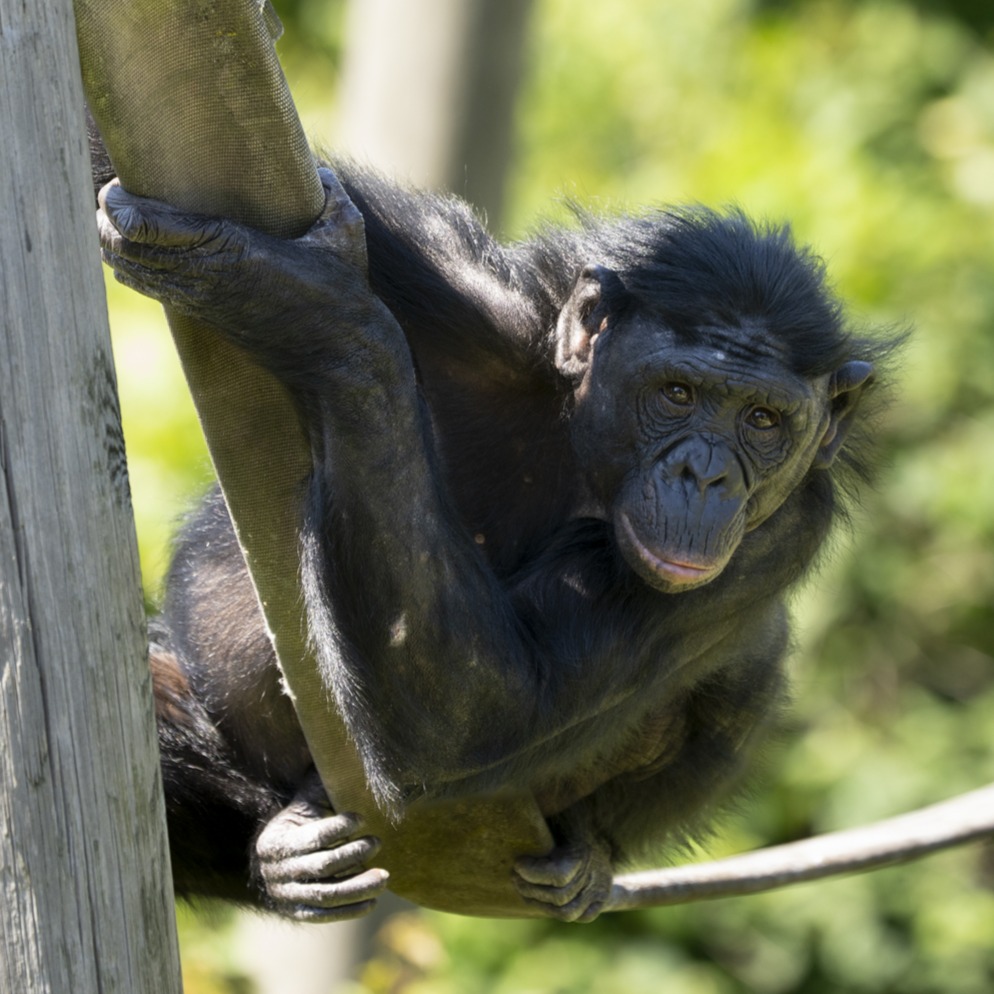 bonobo