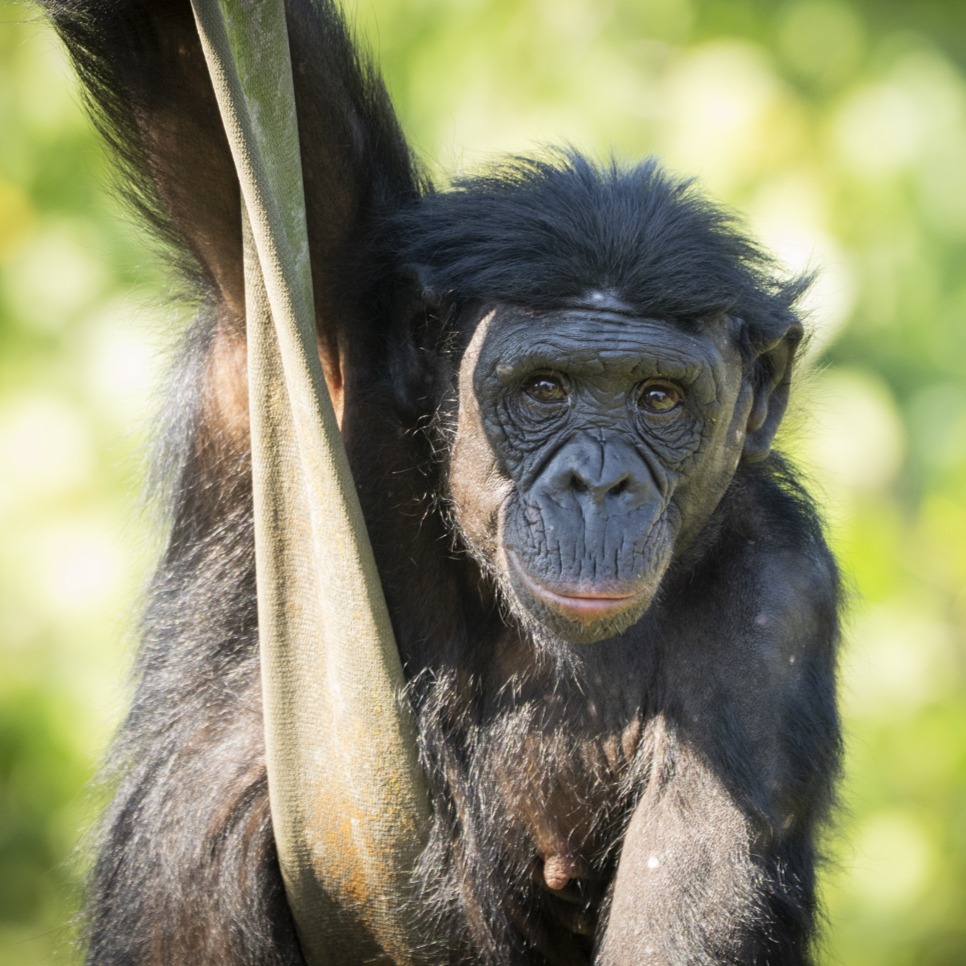 bonobo