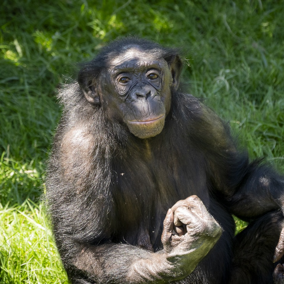 bonobo