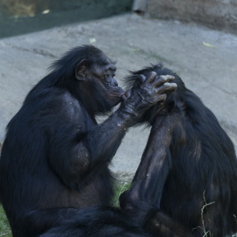 two bonobos kissing