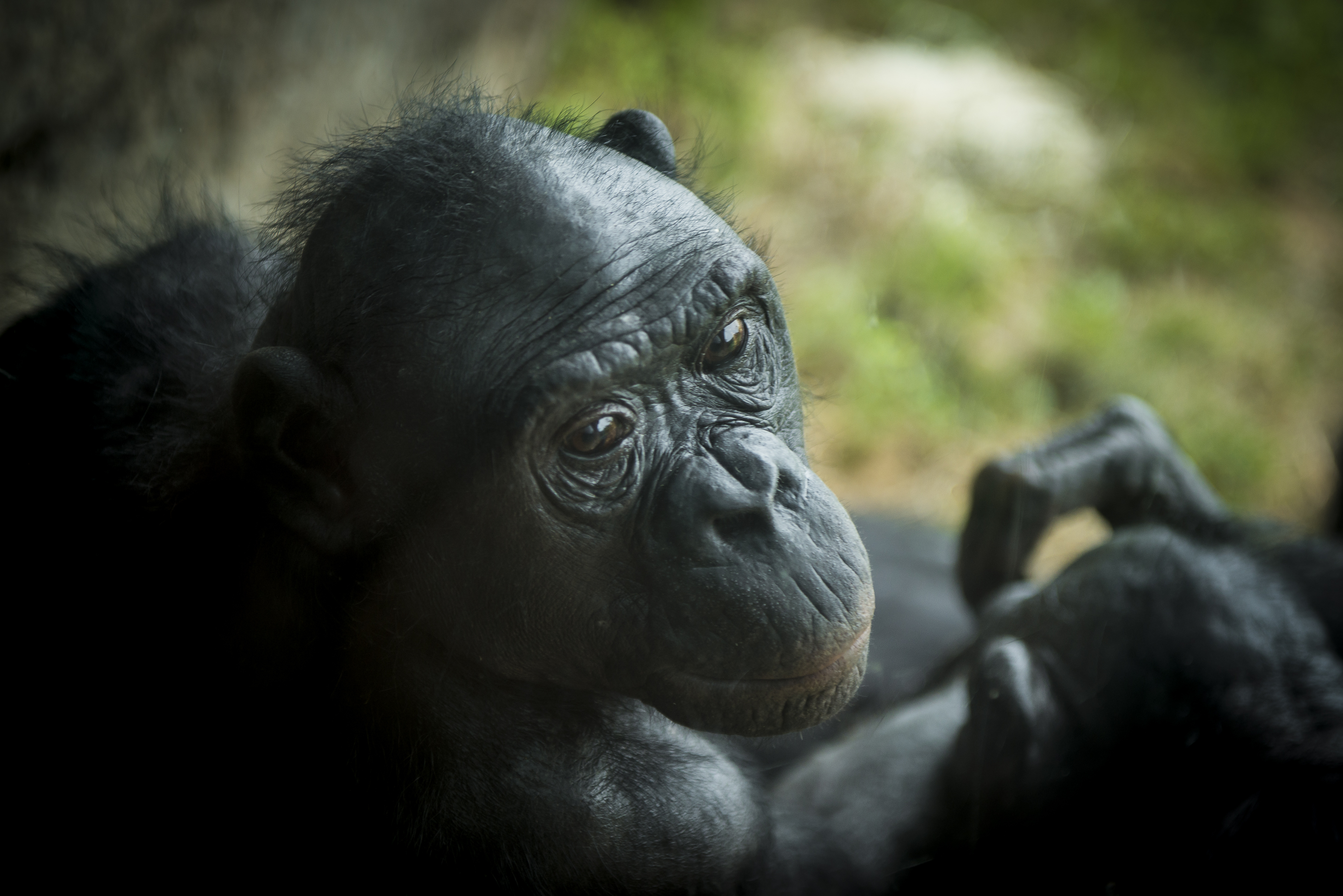 Bonobo Unga