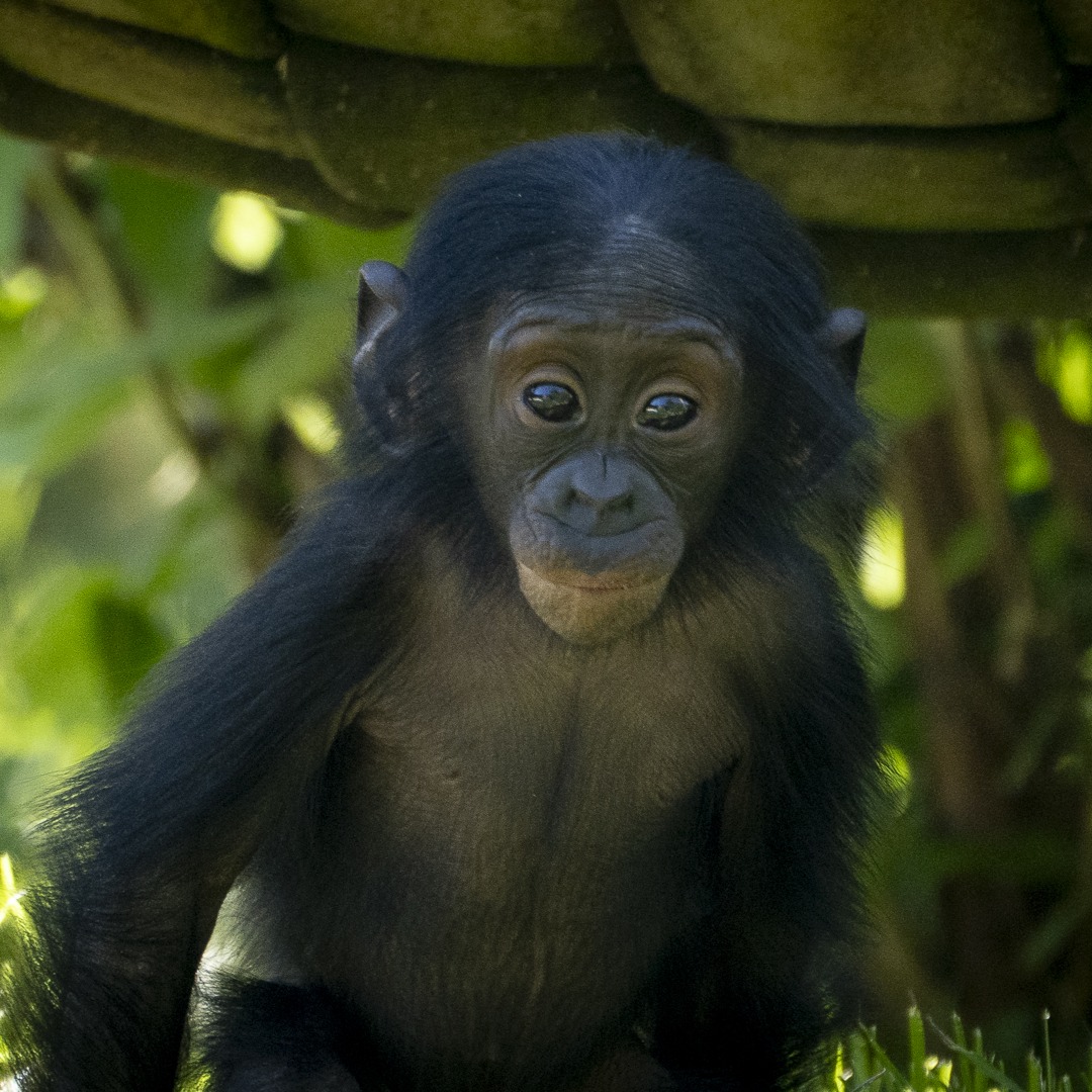 bonobo