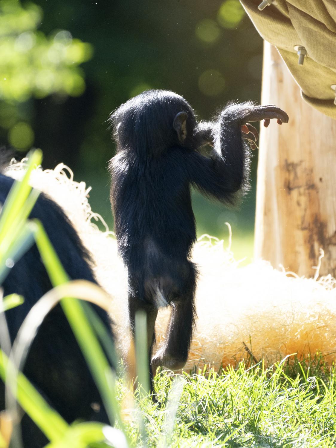 bonobo with hands in the air