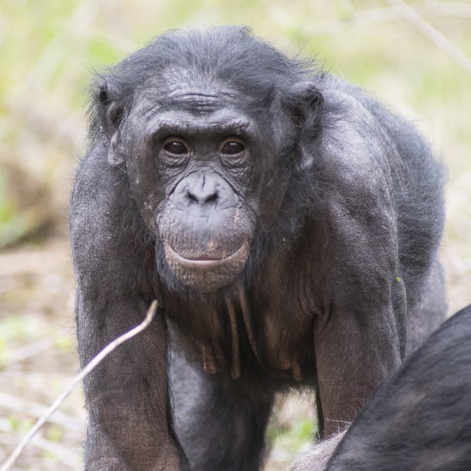 Meet the Bonobos at the Columbus Zoo! | Columbus Zoo and Aquarium