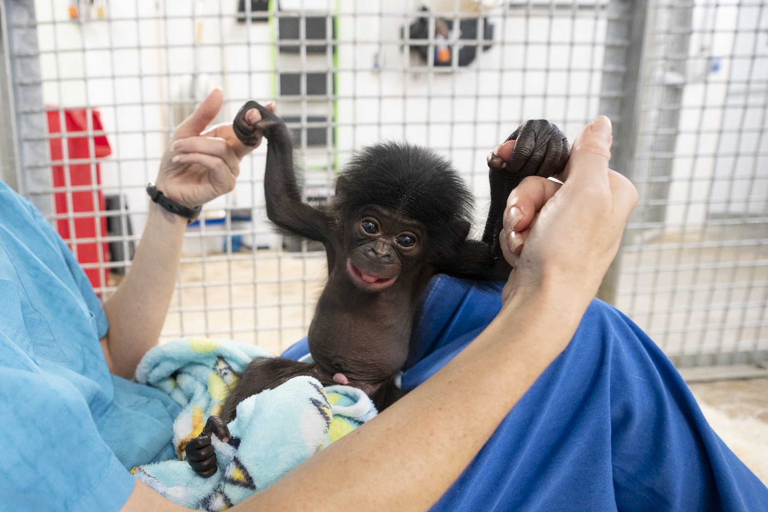 baby bonobo being held by team member