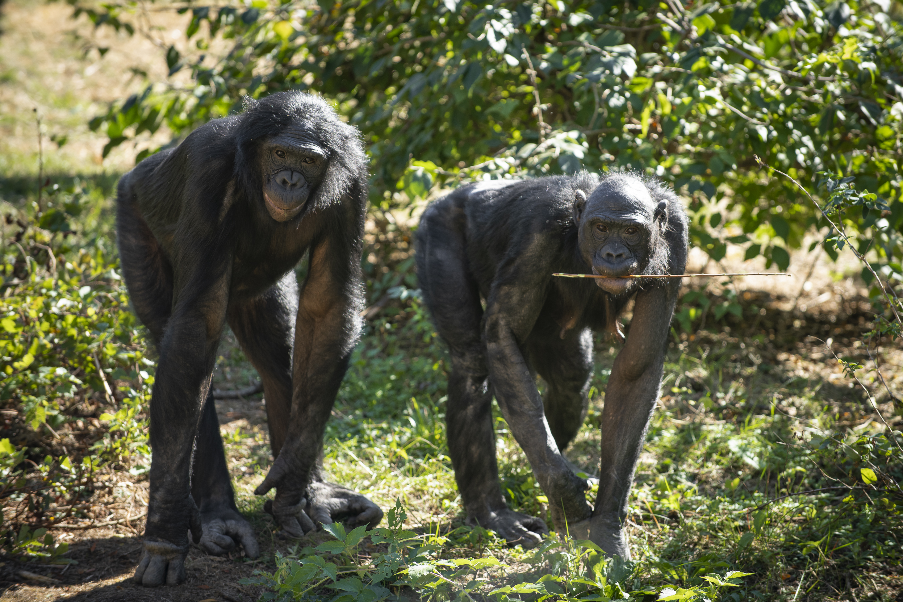 two bonobos in wooded area