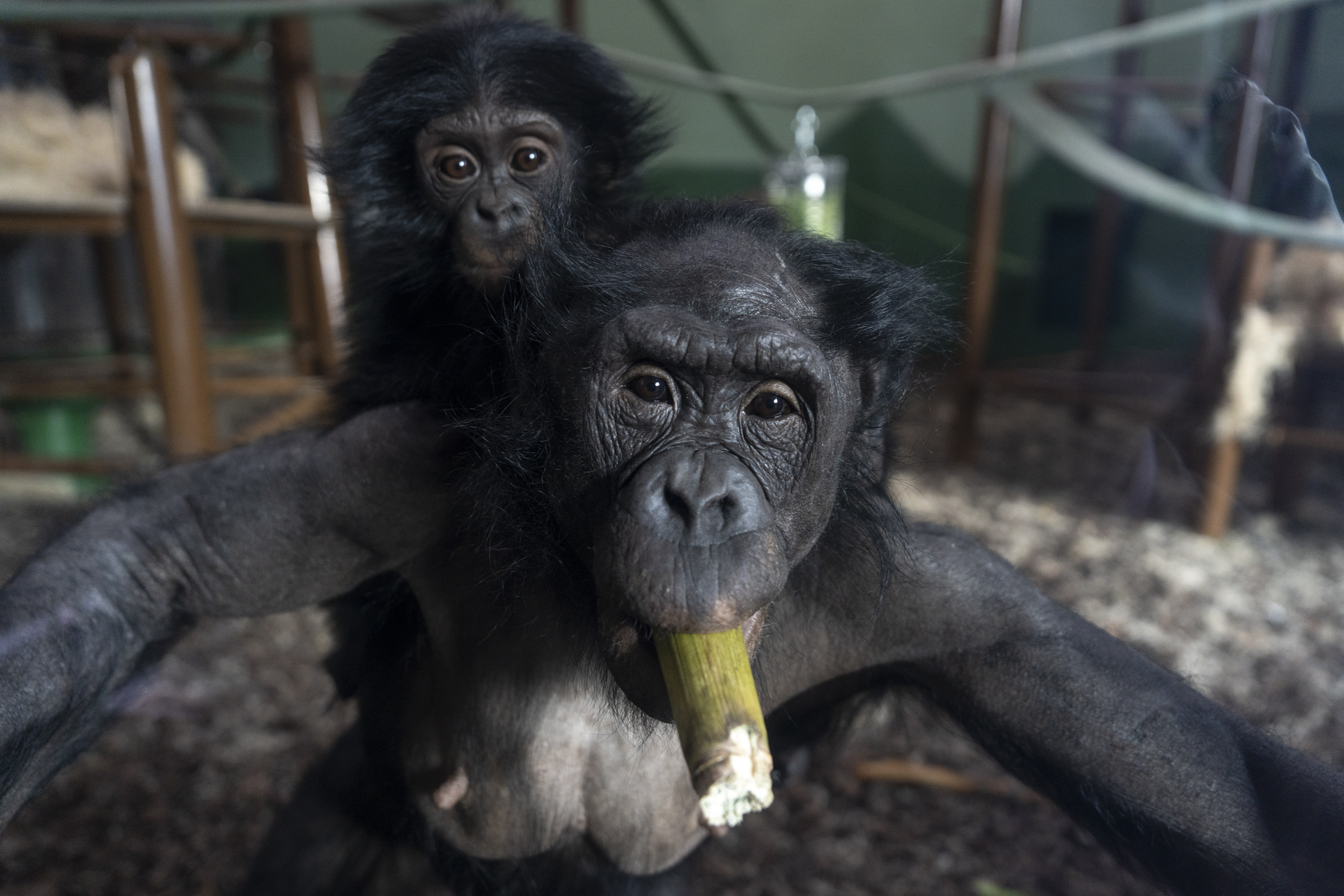 bonobos at zoo