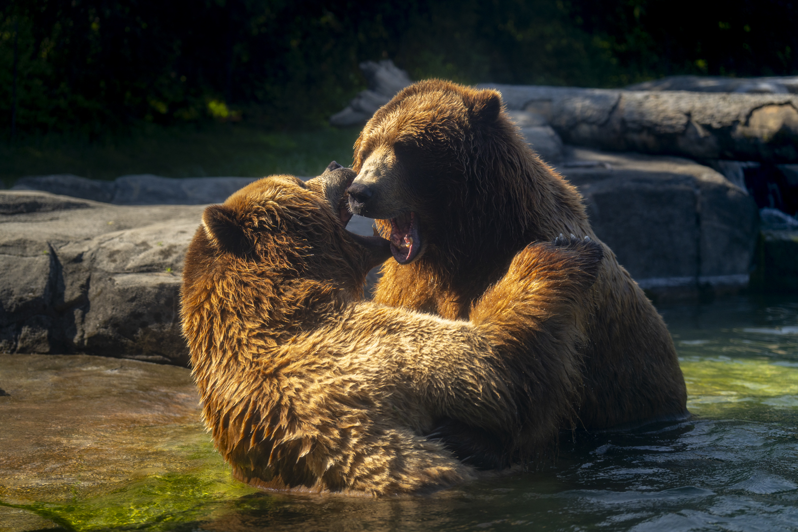 two brown bears in water