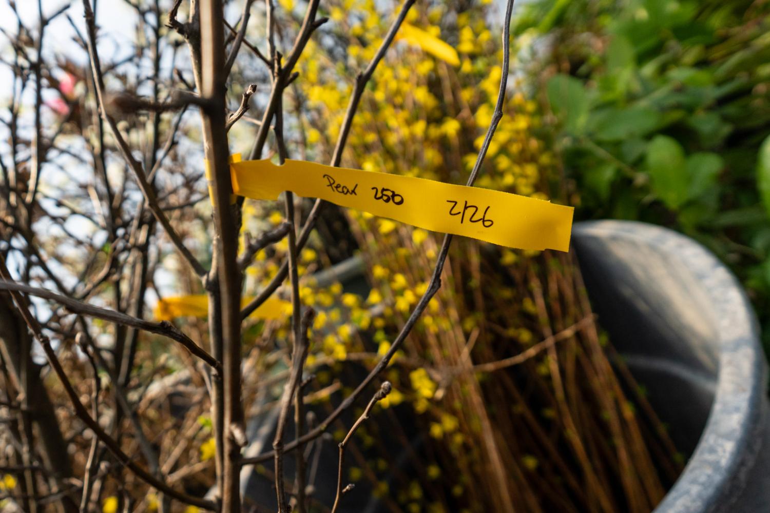 tagged browse in a Zoo greenhouse