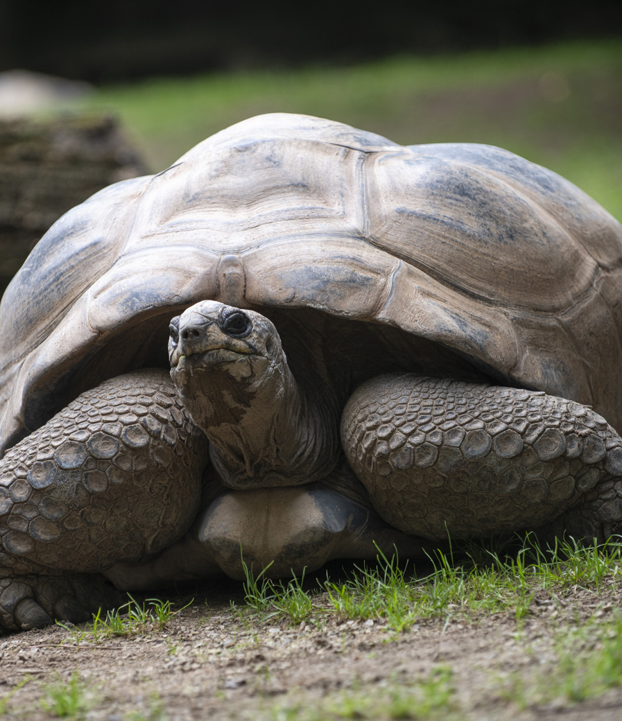 Aldabra tortoise