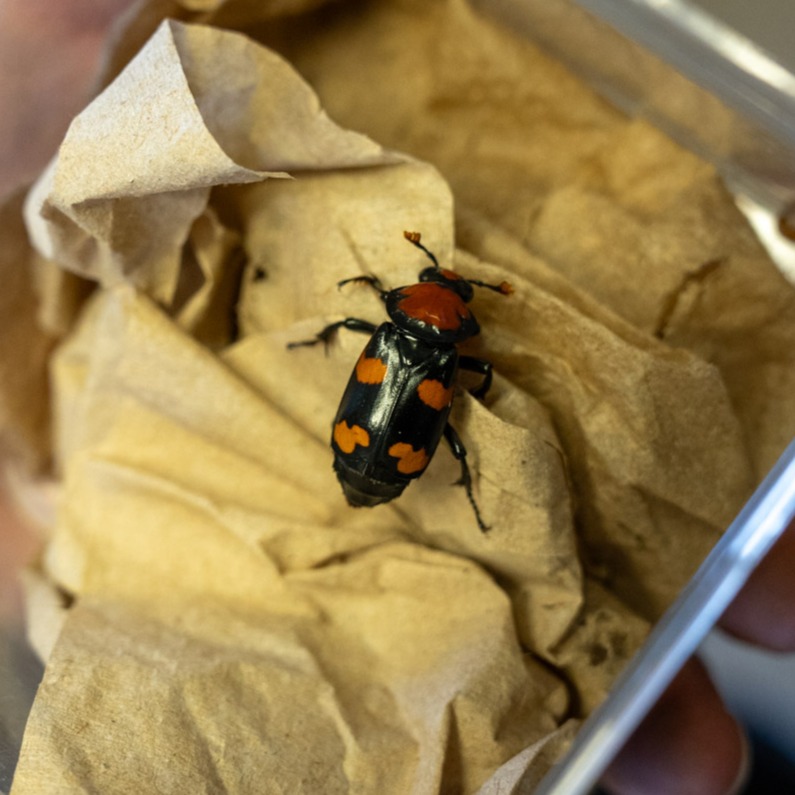 burying beetle
