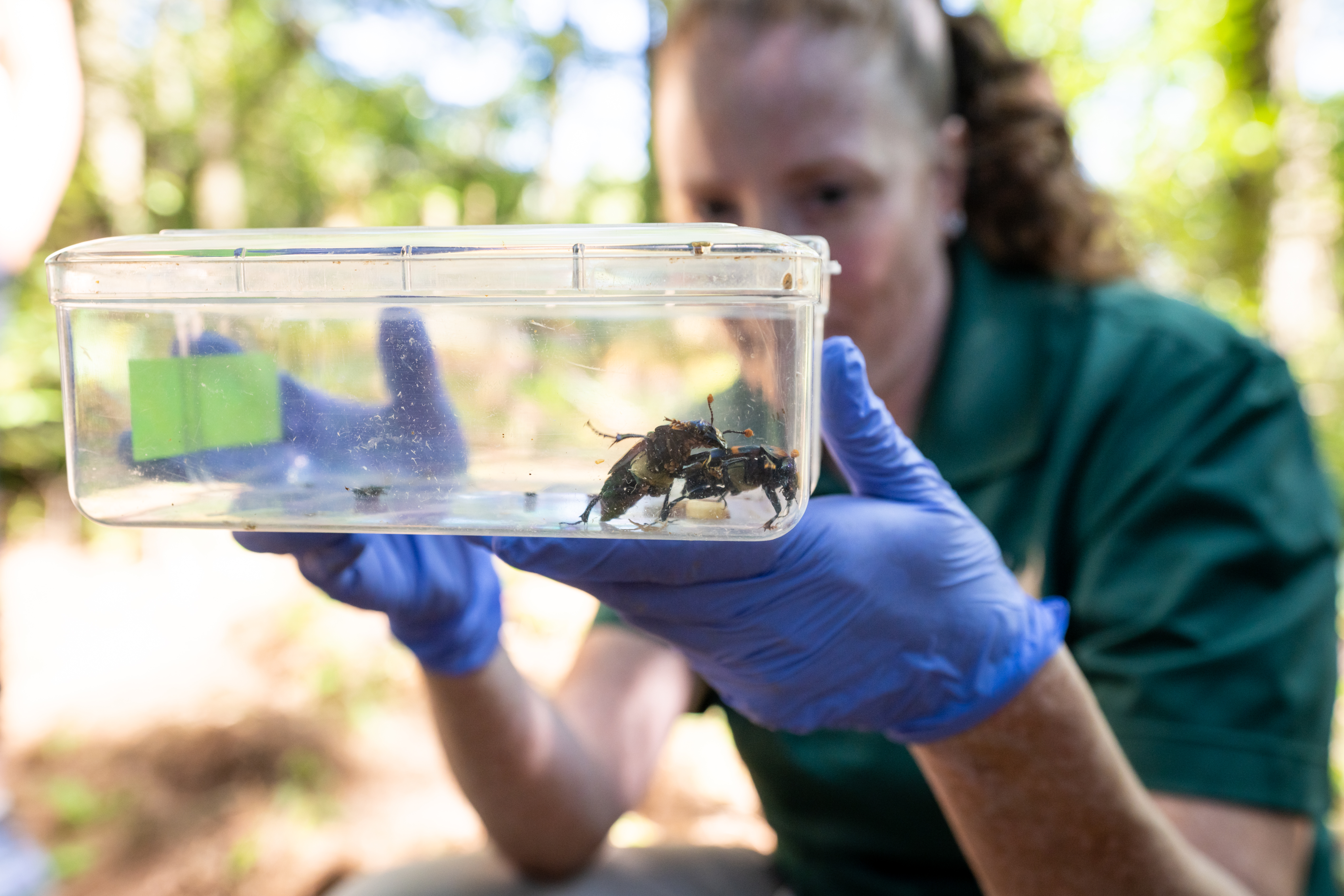 Ecology team member holding container with beetles in it