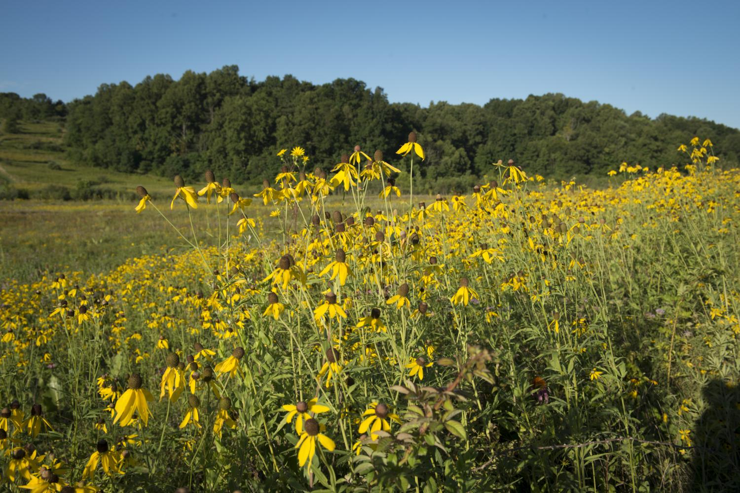 prairie at The Wilds