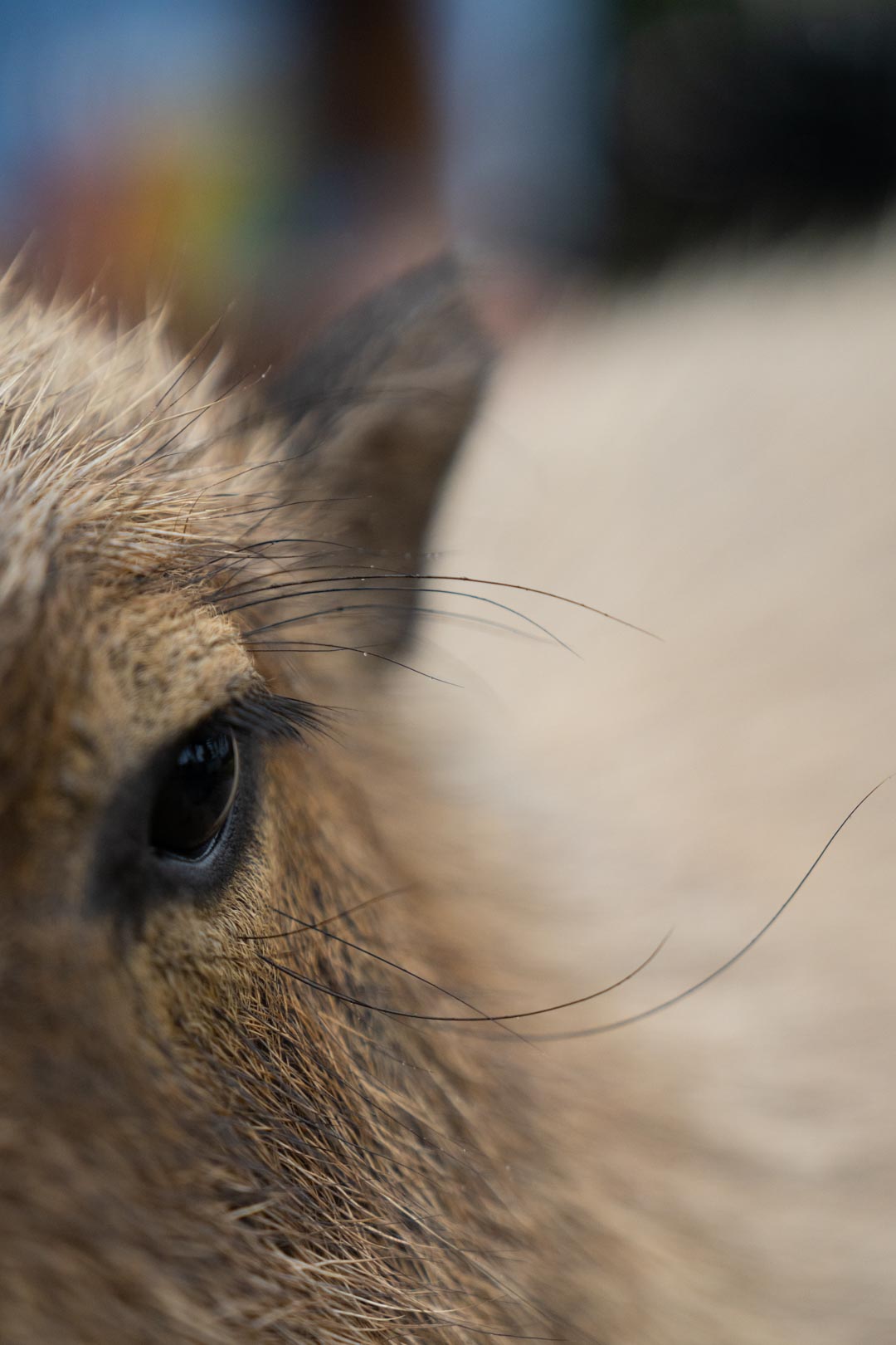 5 Facts You Didn't Know About Delta and Marsh, the Columbus Zoo's ...