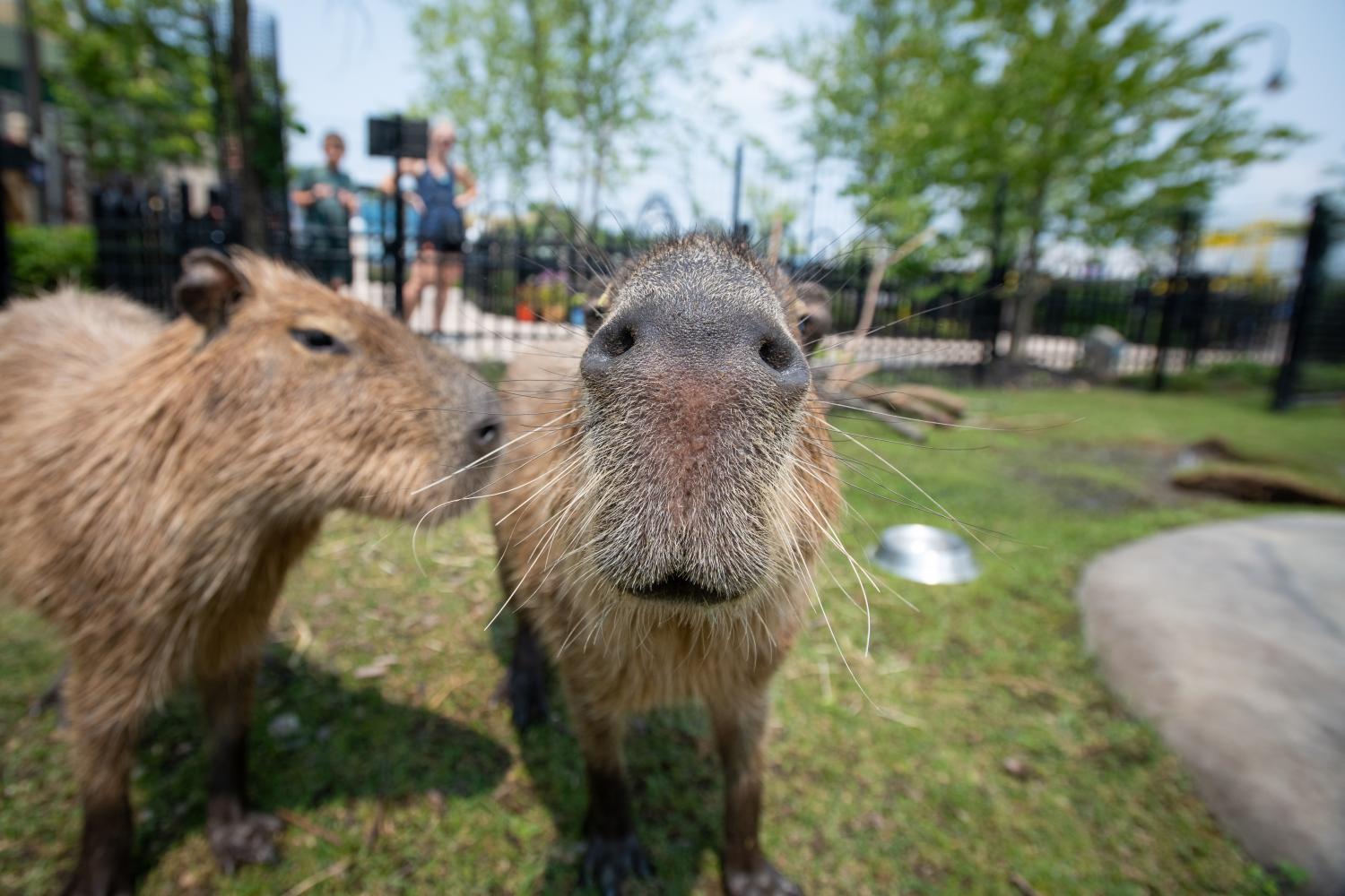 two capybaras in grass