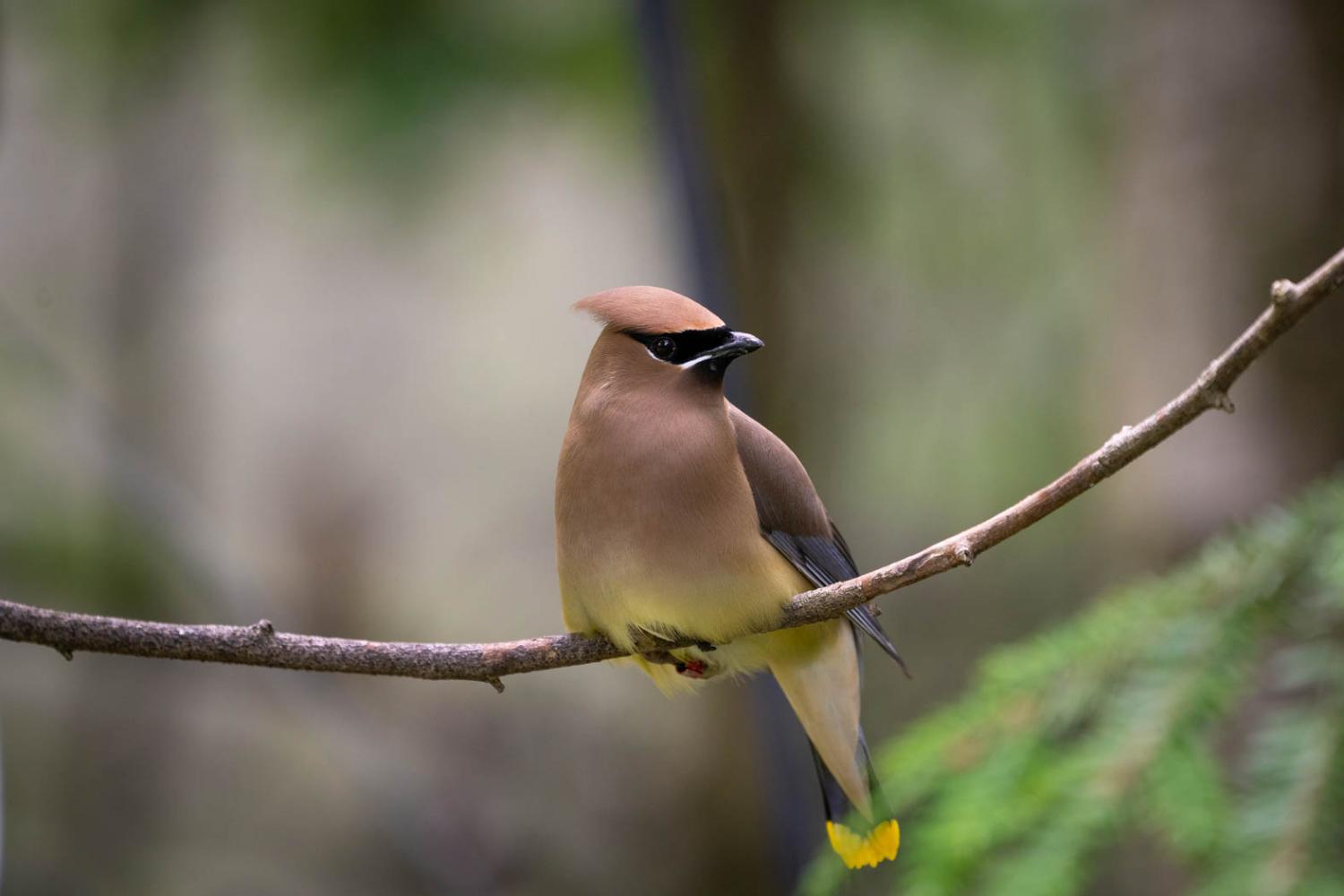 pretty bird on branch