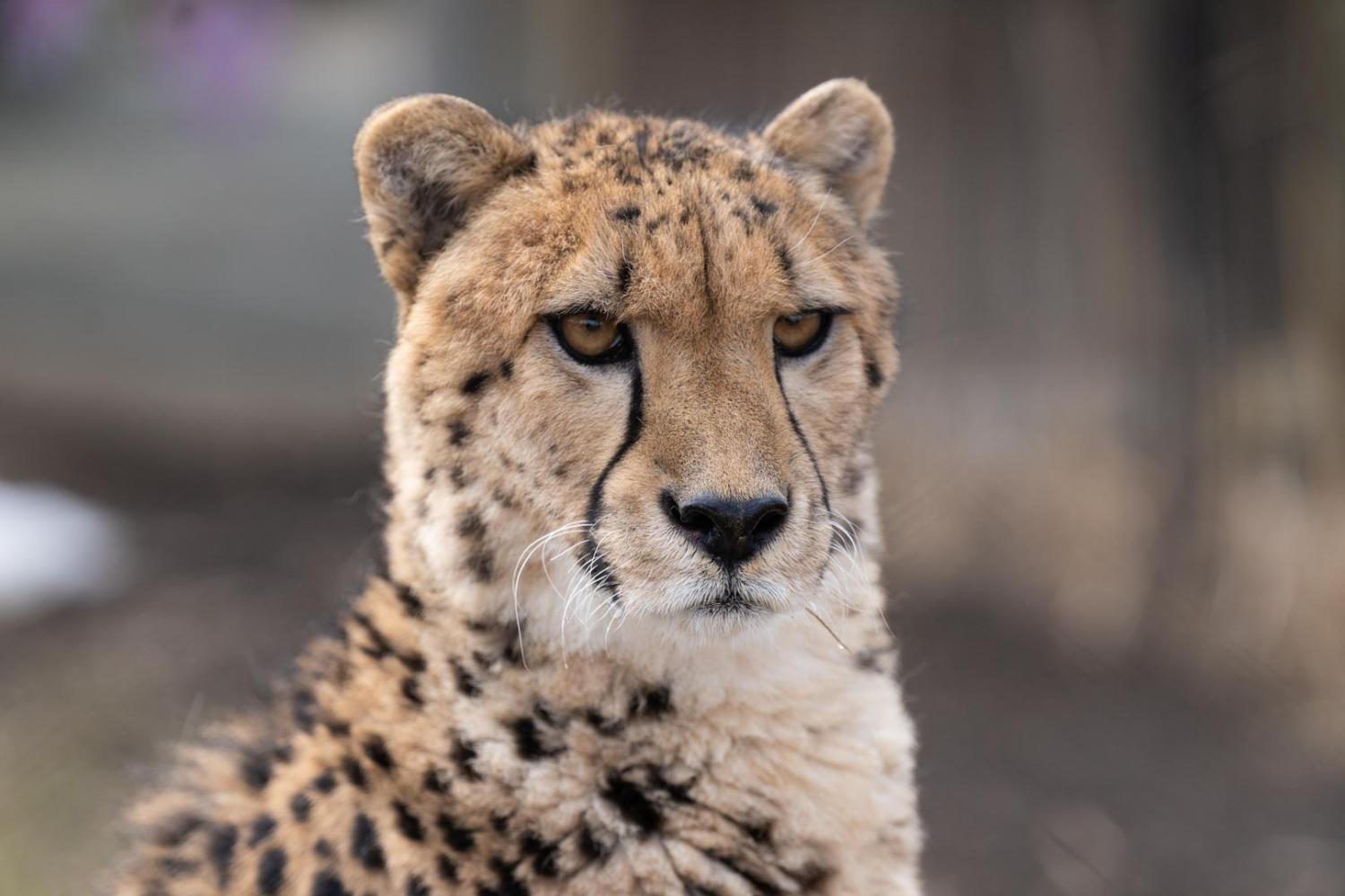 Closeup image of cheetah face