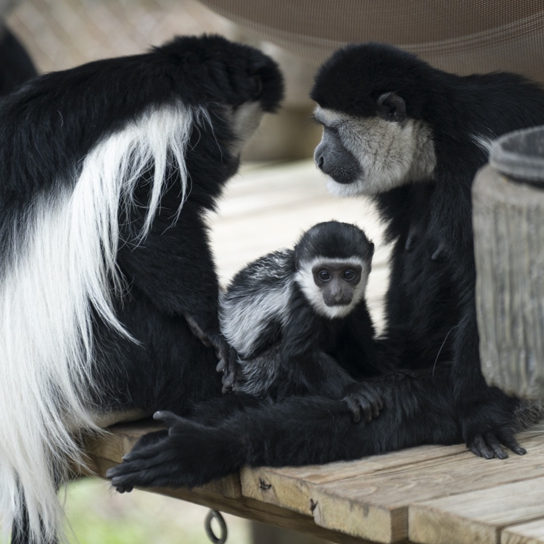 colobus monkeys