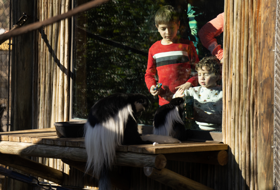 Colobus monkeys near zoo guests
