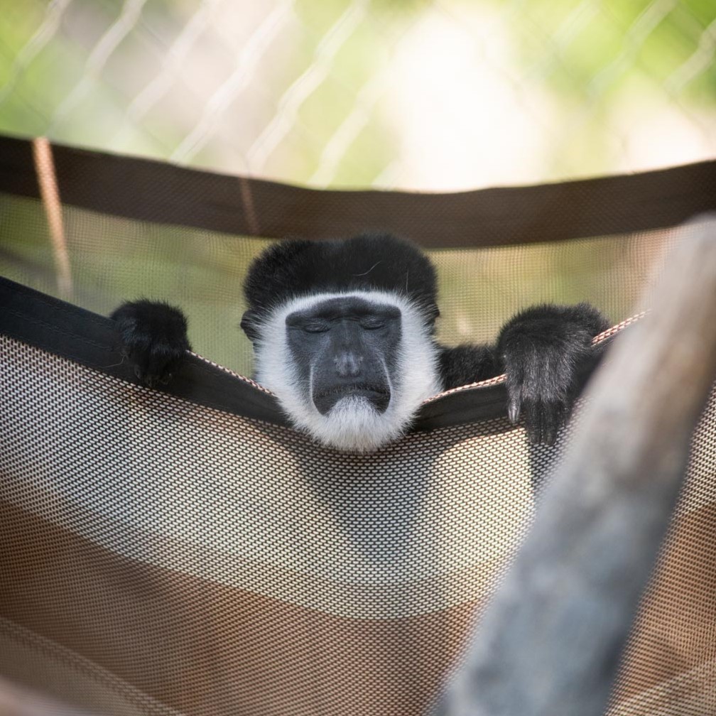 colobus monkey