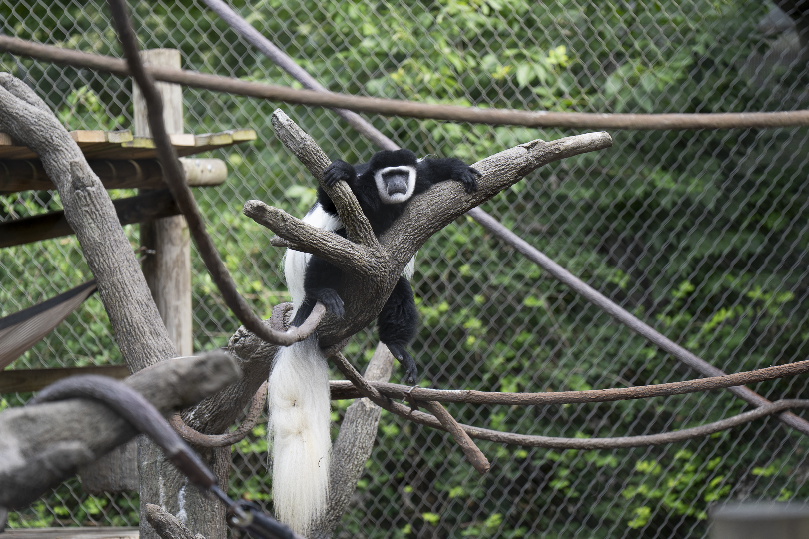 colobus monkey on branch at zoo