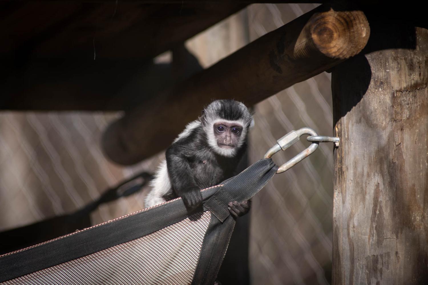 Baby Colobus Monkey