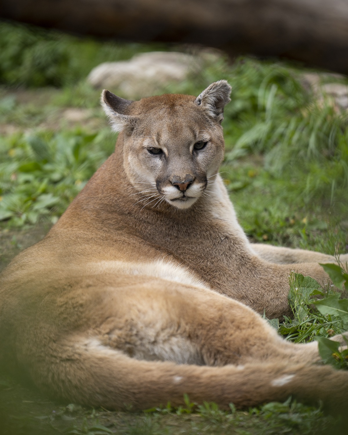cougar laying in grass