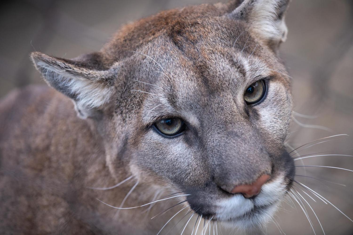 Image of cougar face