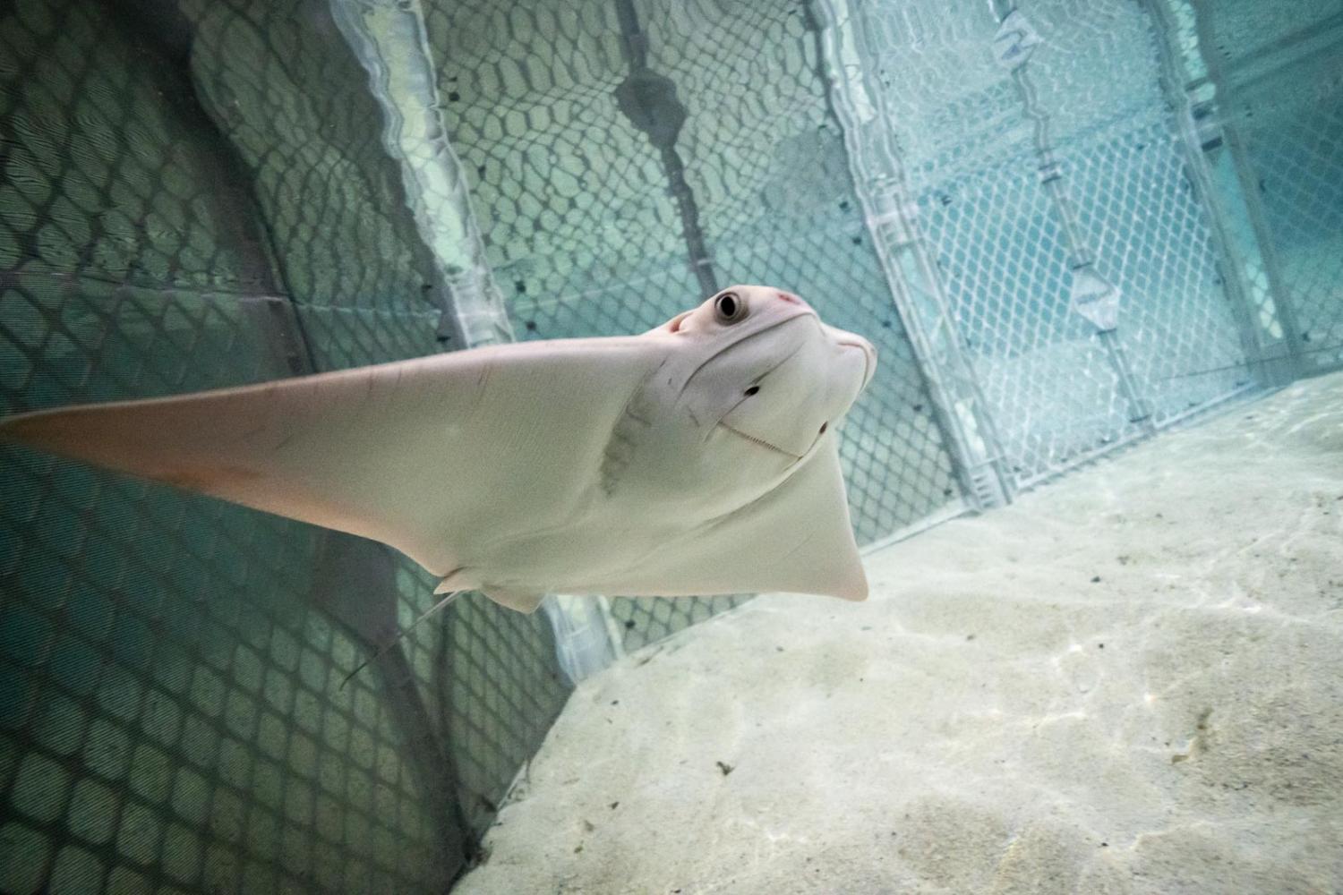 Stingray Pups