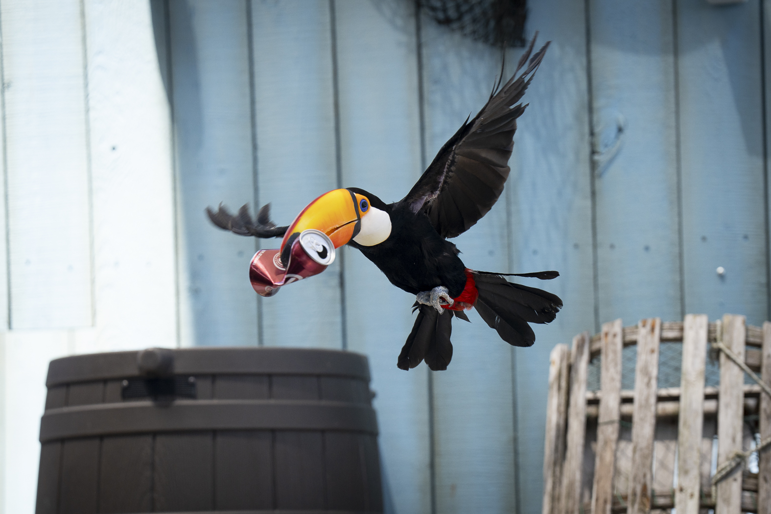 bird holding can while in flight
