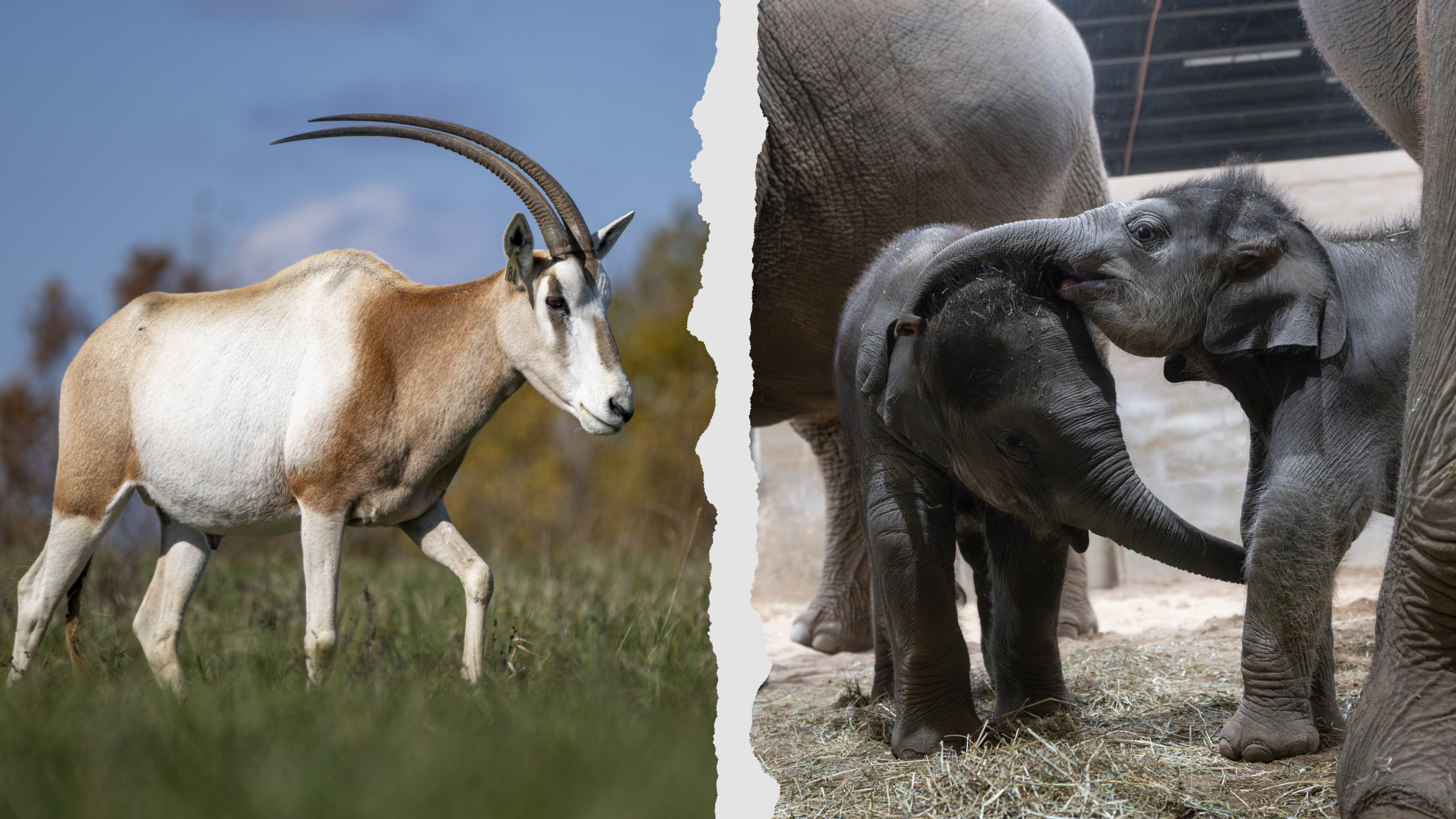 split image of oryx and elephants