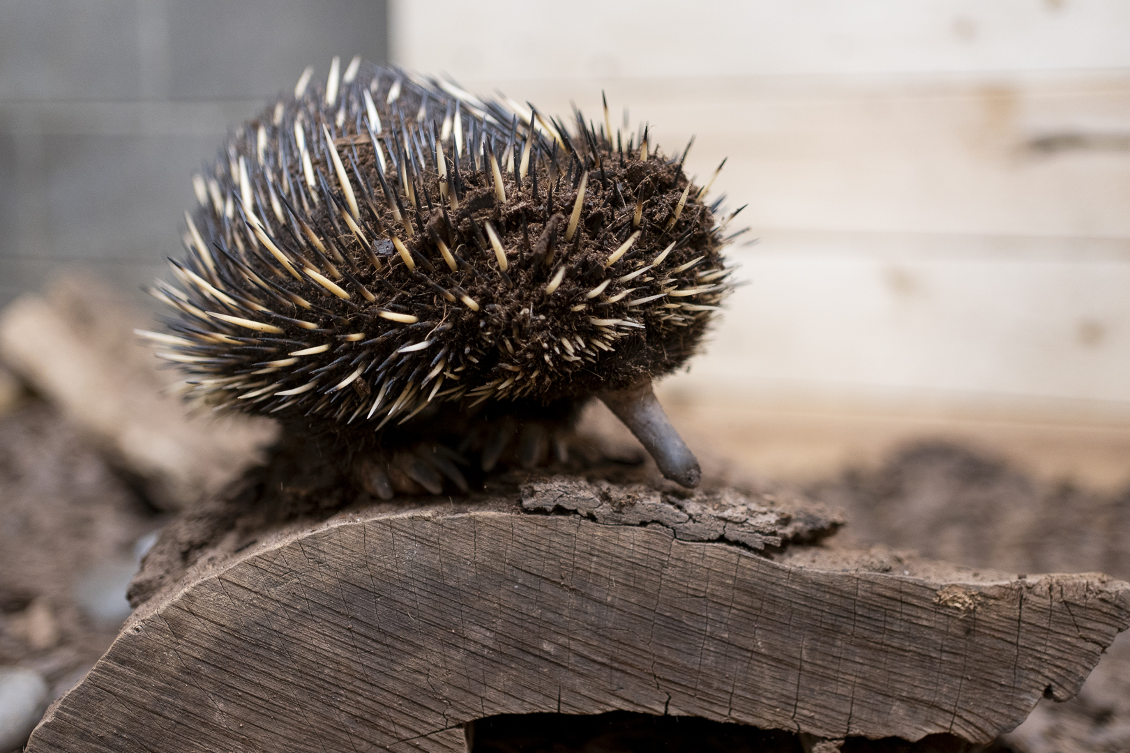 Elonzo, an adult male echidna