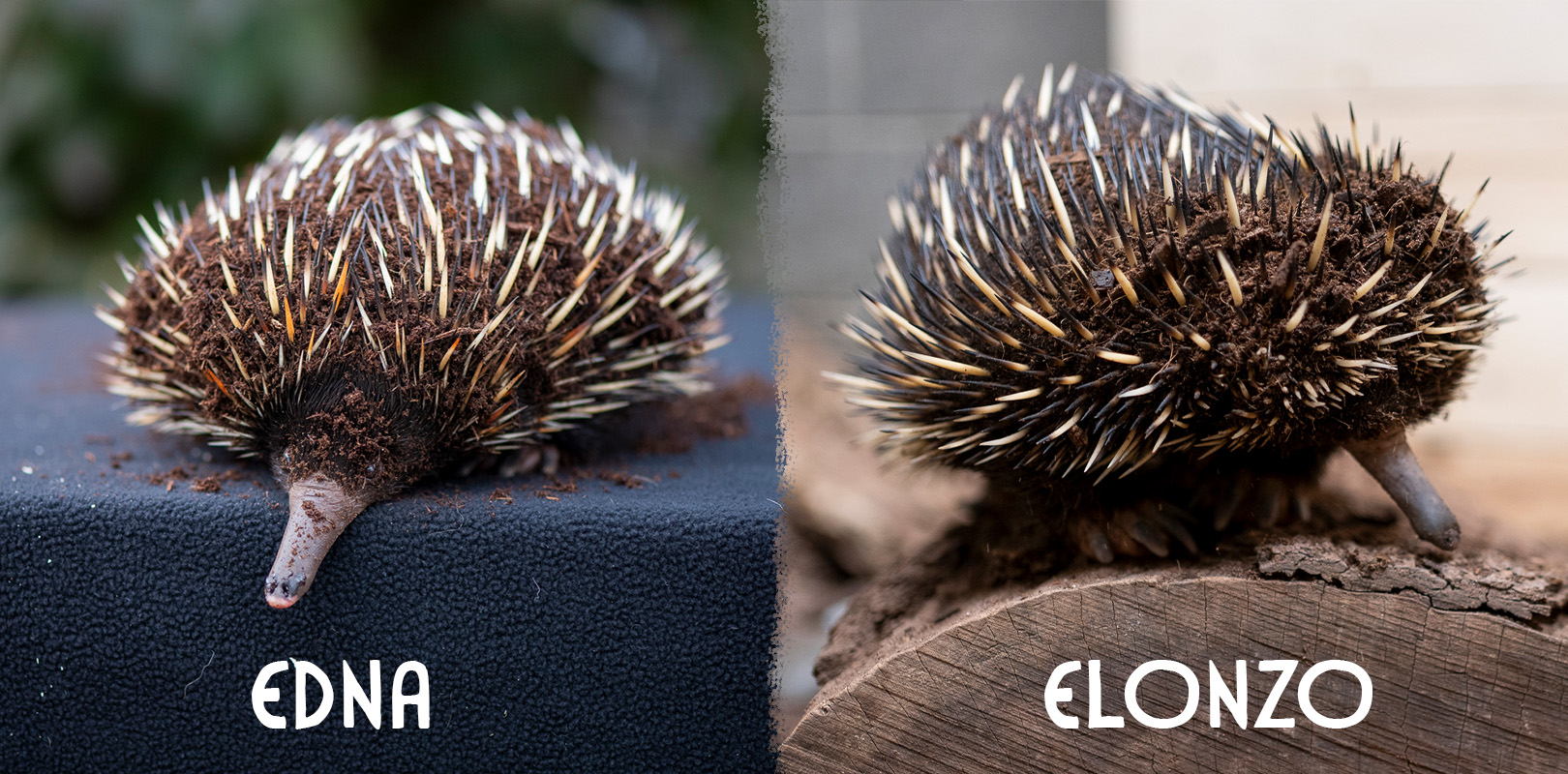 Edna and Elonzo echidnas at the Columbus Zoo