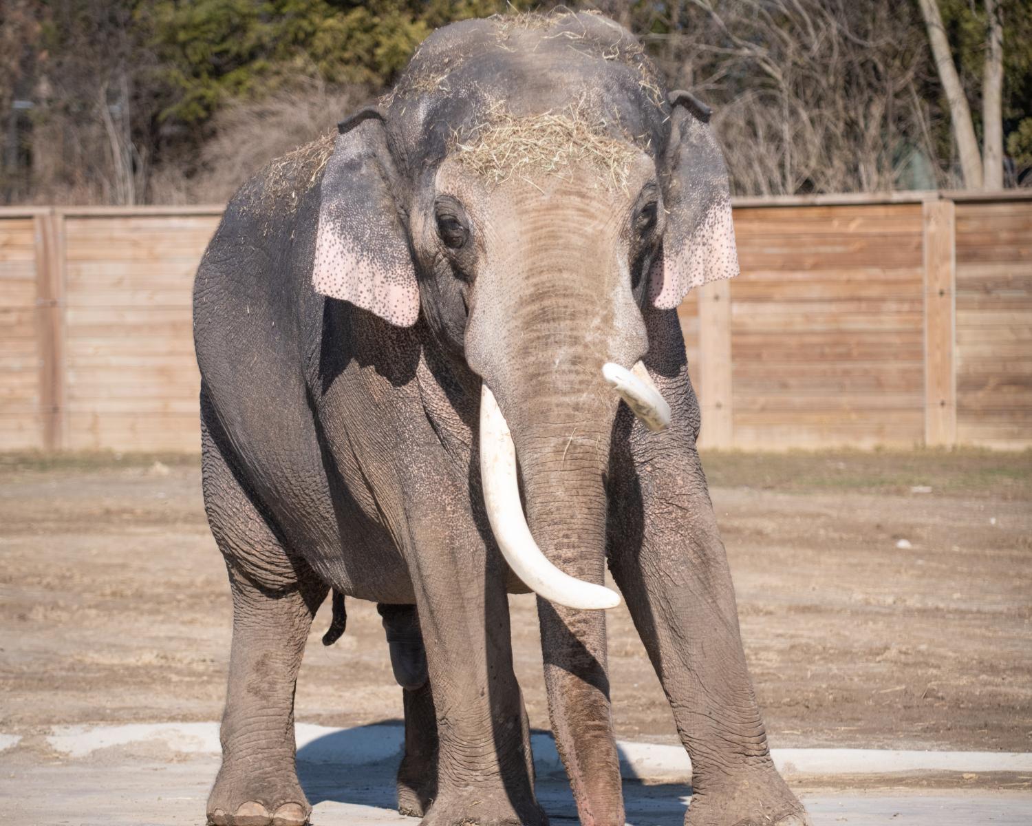 elephant in habitat