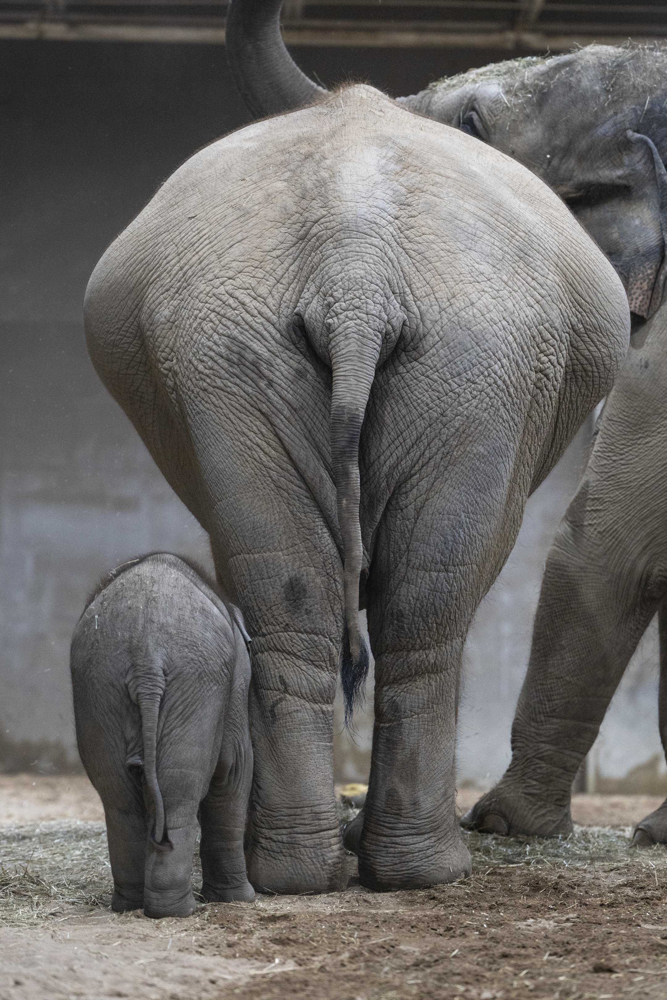 two elephants walking away